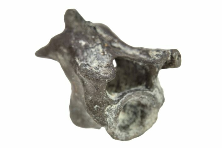 Permian Reptile Fossil Vertebra - Oklahoma #261463